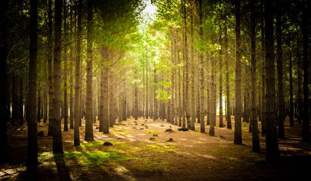 African Timber Forestry
